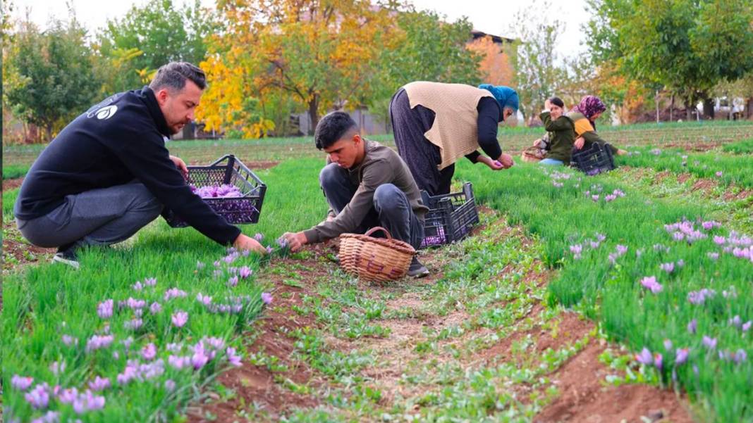 Dünyanın en pahalı baharatı! 3 yıl önce Türkiye'de keşfetti...Kilosunu 200 bin liradan satıyor 16